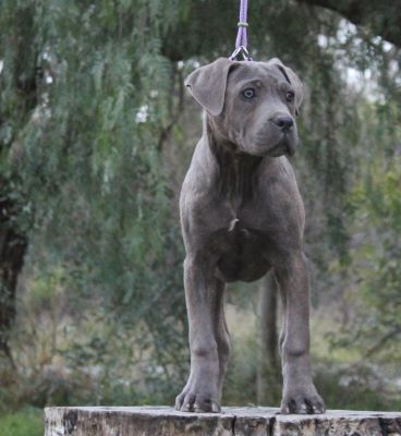 ankc fci pedigree Cane Corso female available for sale